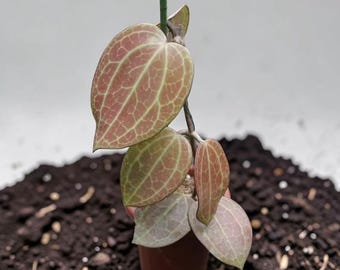 Hoya Macrophylla Plante vivante super rouge | Rare plante d'intérieur Hoya | Cire veinée rouge | Plante tropicale d'intérieur enracinée | Collectionneur Hoya