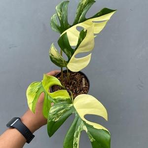Variegated rhaphidophora - Etsy 日本
