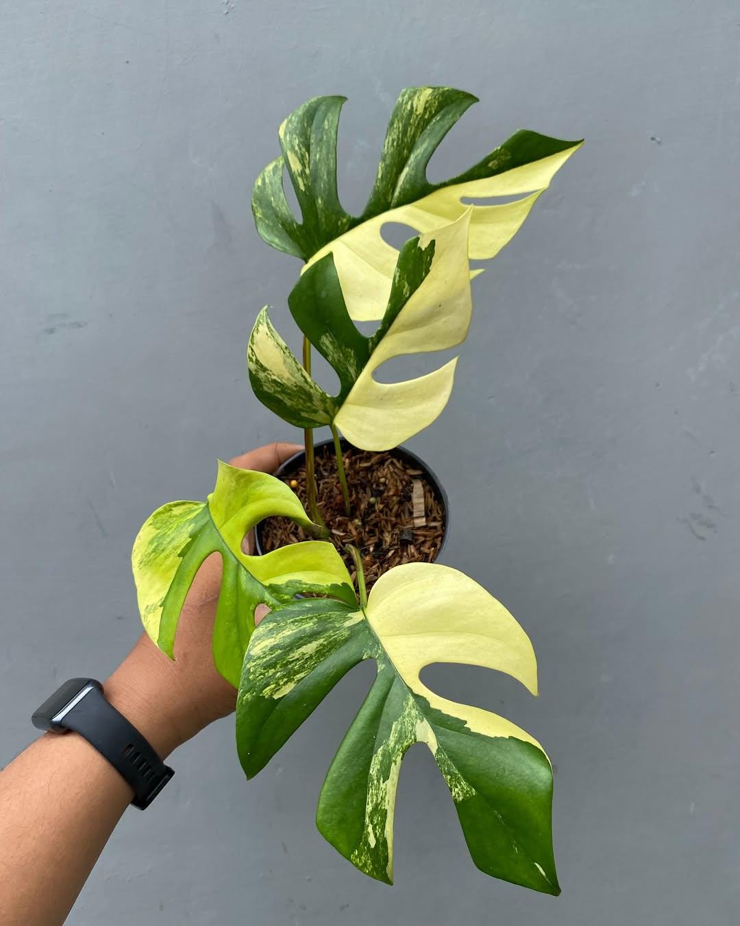 philodendron microstictum Philodendron grazielae main image 1