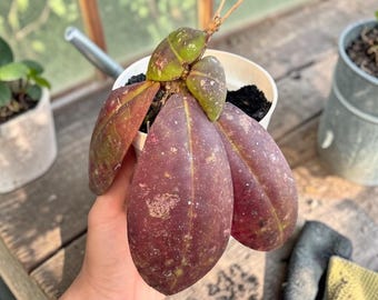 Plante vivante rouge Hoya Mitrata | Plante d'intérieur Hoya rouge rare | Usine de cire exotique | Plante tropicale d'intérieur enracinée | Hoya de collection