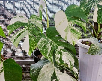 Monstera Albo Variegated Rare Plant | Monstera Deliciosa Albo | White Variegation Collector Aroid | Exotic Tropical Houseplant