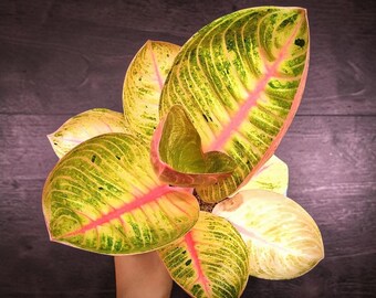 Plante vivante d'Aglaonema Goliath | Rare plante d'intérieur géante Aglaonema | Plante à feuillage tropical | plante d'intérieur audacieuse | Plante purifiante d'air facile d'entretien