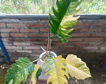 Plante aroïde rare panachée Philodendron Caramel Marble | Philodendron panaché exotique | Plante d'intérieur tropicale d'intérieur | Plante collectrice