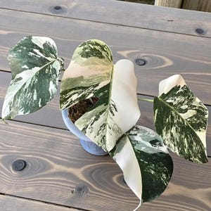 Puede incluir: Planta de Monstera variegada con hojas grandes y divididas. Las hojas muestran un llamativo patrón de variegación blanca, crema y verde oscuro. La planta está en una maceta azul claro, sobre una superficie de madera.