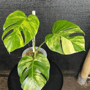 Può includere: Una pianta di Monstera in vaso con grandi foglie verdi vibranti, macchiate di variegatura gialla. La pianta è in un piccolo vaso grigio e le foglie hanno un caratteristico motivo a foglie divise. La pianta è su una superficie nera.