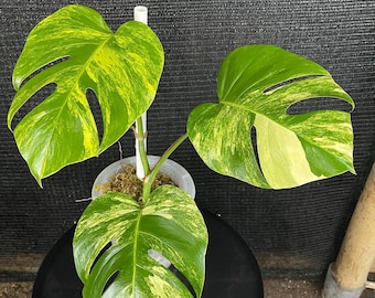 Monstera Marmorata Rare Variegated Plant | Exotic Aroid Collector Monstera  | Stunning Marble Variegation Houseplant