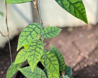 Hoya Finlaysonii Black Eagle SP Tabalong plante vivante | Rare plante d'intérieur Hoya | Cire végétale veinée foncée | Collectionneur exotique Hoya | Plante tropicale