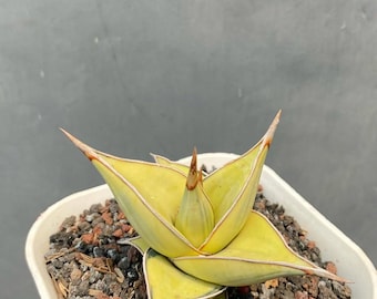 サンスベリア サムライ ドワーフ 斑入りの珍しいユニークなヘビ植物