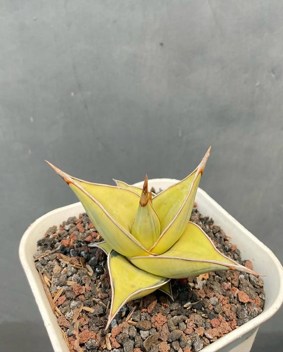 Sansevieria Pinguicula Aurea Variegated Rare Succulent Plant  Golden  Variegation Snake Plant  Live Indoor Houseplant  Collector Plant - Etsy