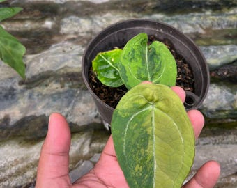Anthurium Forgetii Variegated Rare Plant | Velvety Round Leaf Anthurium | Exotic Collector Aroid | Unique Tropical Houseplant
