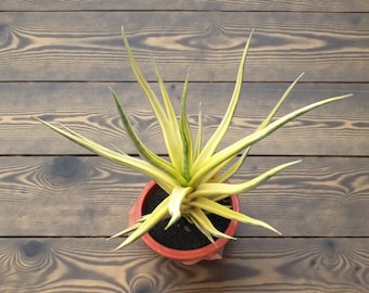 Rare plante vivante panachée Sansevieria Bunlue Torch | plante serpent panachée | Plante d'intérieur succulente exotique