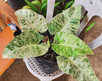 斑入りフィロデンドロン キャラメルマーブル ファイアタイガー 組織