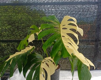 Monstera Deliciosa plante vivante panachée demi-lune | Demi-lune Monstera Albo | Plante d'intérieur exotique aroïde