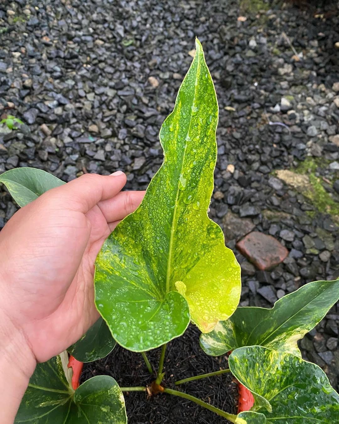 Anthurium Brownii Variegated Rare Plant | Birds Nest Anthurium | Unique  Variegated Foliage | Exotic Tropical Houseplant