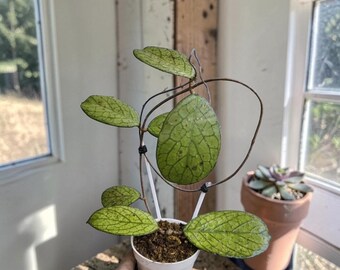 Hoya sp. Plante exotique rare de hoya de Tanggamus | Hoya veiné d'argent | Plante d'intérieur collector | Plante tropicale vivante enracinée