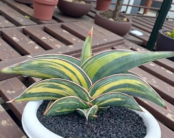 Rare plante vivante panachée de Sansevieria Rorida | plante serpent panachée | Plante d'intérieur succulente exotique