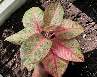 Aglaonema Hughes plante vivante | Rare plante d'intérieur Aglaonema | Plante tropicale verte rose | Plante d'intérieur facile d'entretien | Plante collectrice