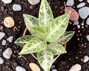 Plante vivante blanche Aglaonema | Rare plante d'intérieur blanche Aglaonema | Plante tropicale panachée élégante | Usine de purification d'air intérieur