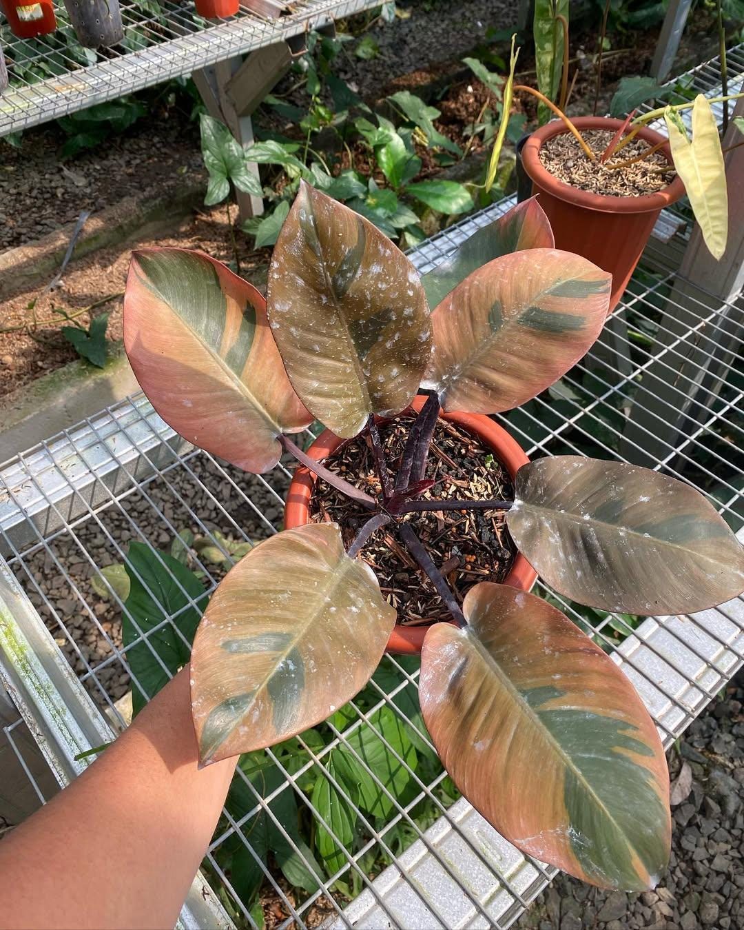 miniature snake plant Buy Sansevieria Trifasciata Dwarf main image 0