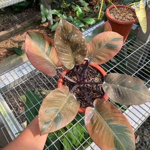 epipremnum aureum jade pothos Epipremnum aureum 'White Panther'