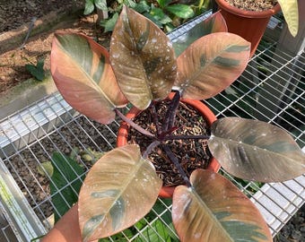 フィロデンドロン ブラックカーディナル 斑入り No.2 (大サイズ