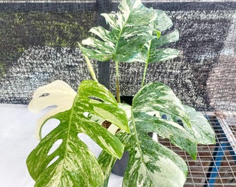 Plante vivante panachée de marbre Monstera Deliciosa | Monstera marbré panaché | Plante d'intérieur exotique aroïde