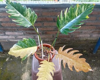 Plante rare panachée Philodendron Caramel Marbre | Plante d'intérieur philodendron panachée | Aracoïde tropical exotique | Collection de plantes d'intérieur