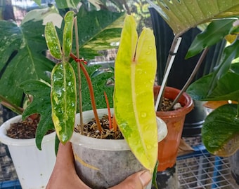Plante vivante panachée Philodendron Billietiae | Aroïde philodendron panaché | Plante d'intérieur tropicale exotique