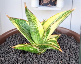 Rare plante vivante panachée Sansevieria Verro | plante serpent panachée | Plante d'intérieur succulente exotique