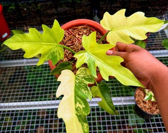 斑入りフィロデンドロン キャラメルマーブル ファイアタイガー 組織