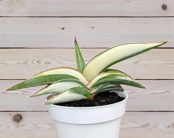 Rare plante vivante panachée de blanc de Sansevieria Robusta | plante serpent panachée | Plante d'intérieur succulente exotique