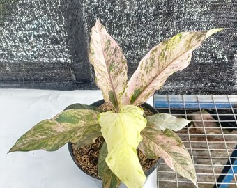Anthurium hookeri rose panachée rare nid d'oiseau Anthurium plante vivante panachée tropicale plante d'intérieur aroïde de collection