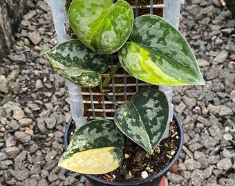 Scindapsus Bakudapati High Variegated Rare Uniqe Plant - Etsy Canada