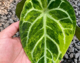 Anthurium Magnificum Variegado, Planta Rara / Impresionantes Hojas Aterciopeladas / Arácea de Colección Premium / Planta de Interior Tropical Exótica