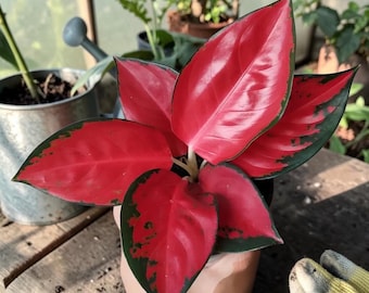 Plante vivante d'Aglaonema Suksom Jaipong | Rare plante d'intérieur rose Aglaonema | Plante exotique à feuillage tropical | Plante d'intérieur facile d'entretien