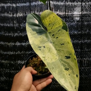 Philodendron ilsemanii variegated - Etsy 日本