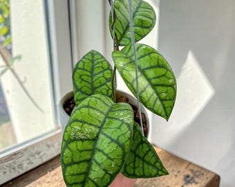 Plante vivante de beauté Hoya Callistophylla | Rare plante d'intérieur Hoya | Cire végétale veinée foncée | Plante tropicale d'intérieur exotique | Collectionneur Hoya