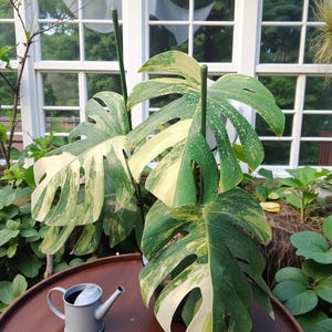 Monstera Marmorata - Etsy