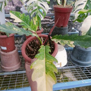 Puede incluir: Primer plano de una planta en maceta con hojas grandes y abigarradas en tonos verdes y crema. La planta está en una maceta marrón, con otras plantas visibles en el fondo. Las hojas tienen un borde texturizado único.