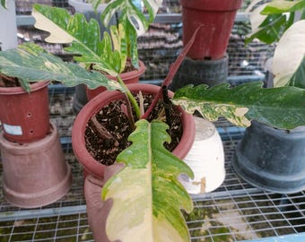 フィロデンドロン キャラメルマーブル斑入り | 希少なサトイモ科植物コレクター向け観葉植物 | 生きた熱帯観葉植物 | ユニークな斑入りフィロデンドロン
