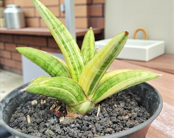 Rare plante vivante panachée de Sansevieria Morella | plante serpent panachée | Plante d'intérieur succulente exotique