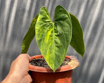 Anthurium Luxury A88 Variegated Rare Plant | Premium Variegated Anthurium | Exotic Collector Houseplant | Live Tropical Plant