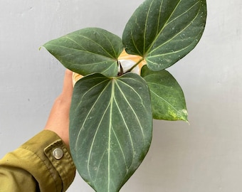 Anthurium Brownii Variegated Rare Plant | Bird's Nest Anthurium | Unique  Variegated Foliage | Exotic Tropical Houseplant - Etsy