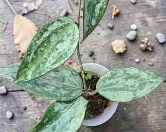 Plante vivante Hoya Latifolia Silver Splash | Rare Silver Splash Hoya | Usine de cire exotique | Plante d'intérieur collector | Plante tropicale d'intérieur