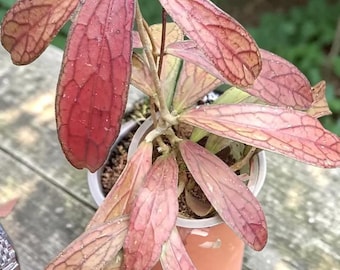 Plante vivante rouge Hoya Sp Tanggamus | Plante d'intérieur Hoya rouge rare | Usine de cire exotique | Collectionneur Hoya | Plante tropicale d'intérieur