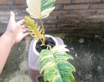 Philodendron Caramel Marbre Panaché | Plante aroïde panachée exotique | Plante d'intérieur tropicale d'intérieur | Collectionneur Philodendron
