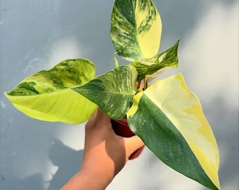 2" Philodendron White Princess Aurea : Rare Indoor Plant - Exact Plant,  Variegated Leaves, Tropical Houseplant, Easy Grow - Etsy