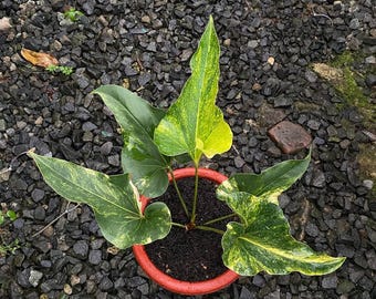 Anthurium Brownii Variegated Rare Plant | Bird’s Nest Anthurium | Unique Variegated Foliage | Exotic Tropical Houseplant