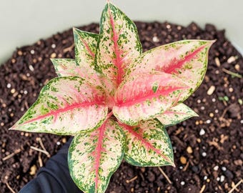 Plante vivante Sweet Dream d'Aglaonema | Plante d'intérieur rose Aglaonema | Feuilles persistantes chinoises | Plante d'intérieur facile d'entretien | Décoration d'intérieur tropicale