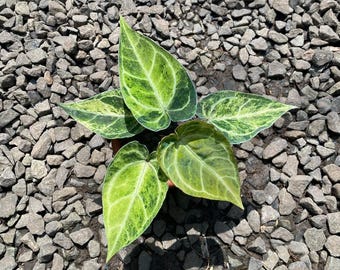 Anthurium Crystallinum Variegated Rare Plant – Velvet Leaf Aroid – Live Indoor Houseplant – Exotic Collector Plant Gift